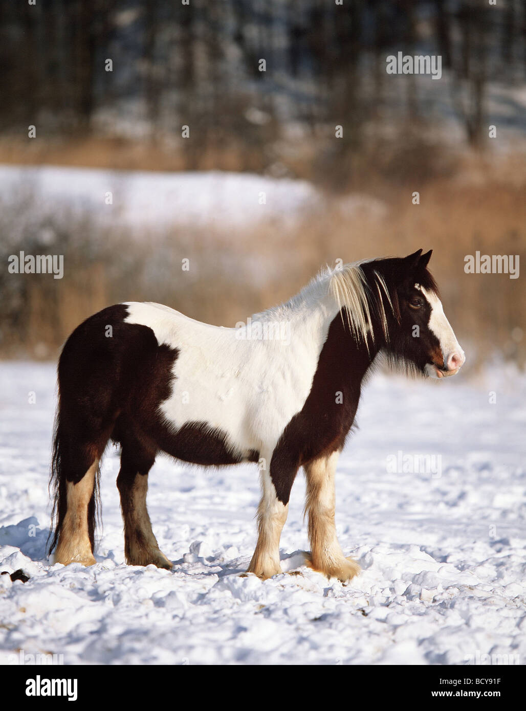 Irish Tinker Pony Stock Photo - Alamy