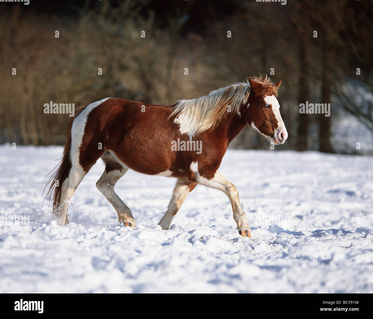 Paint Horse / Pinto Stock Photo Alamy