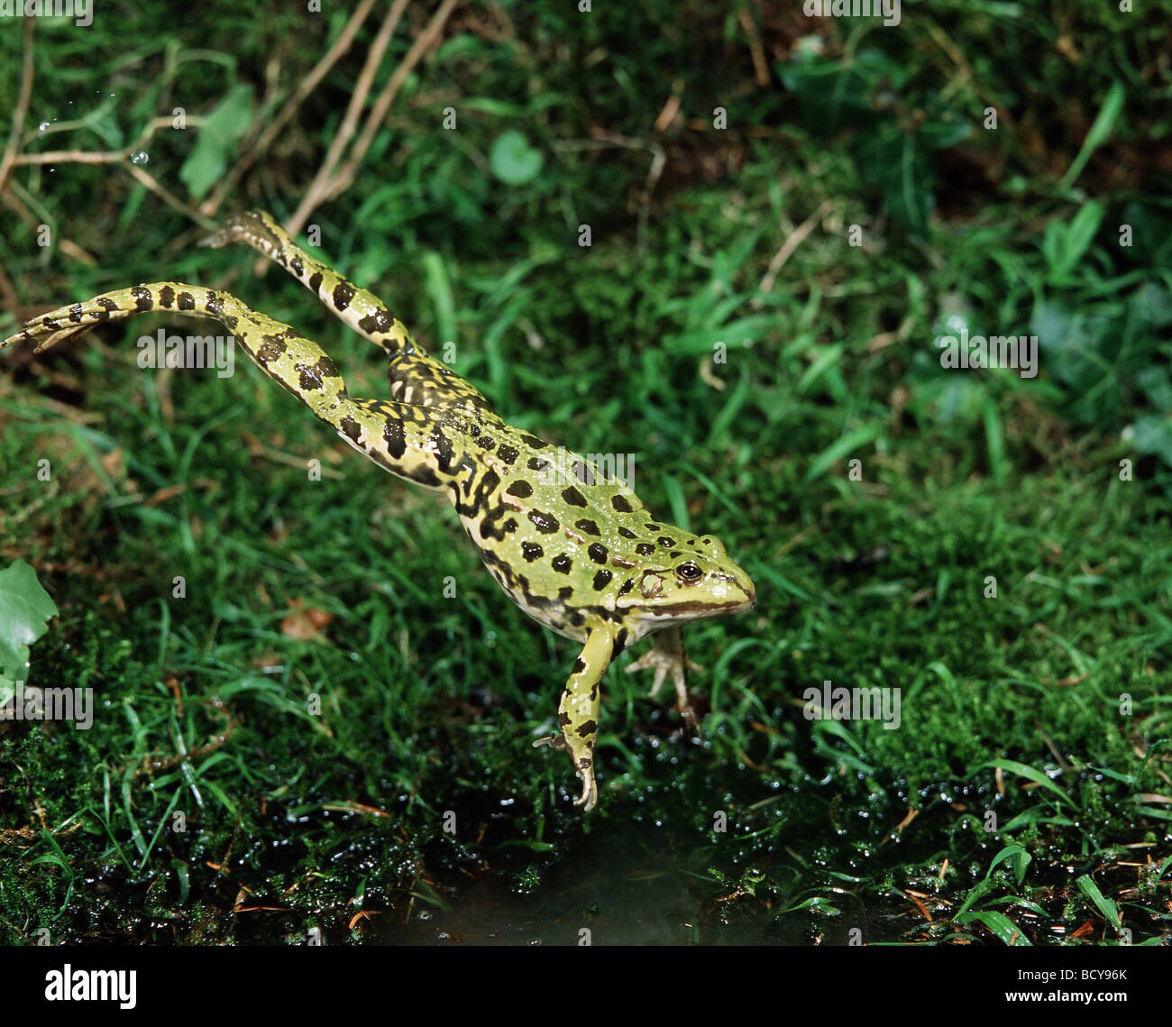 My Image 31