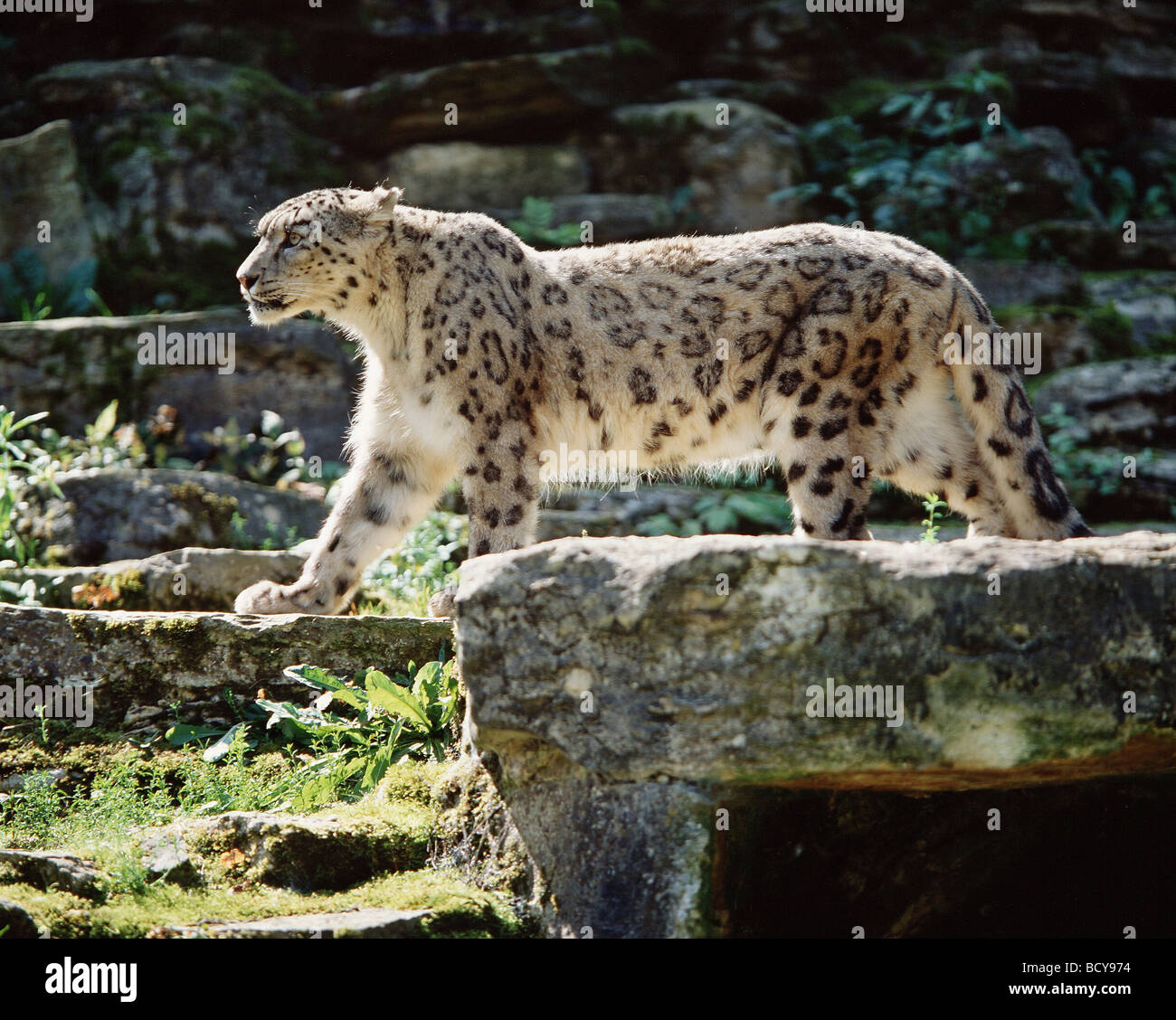 snow leopard / Panthera uncia Stock Photo