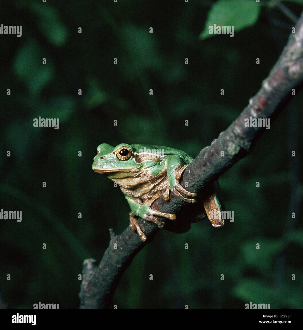 Jumping Tree Frog Extreme Slow Motion Tree Frog Jump In The Rain