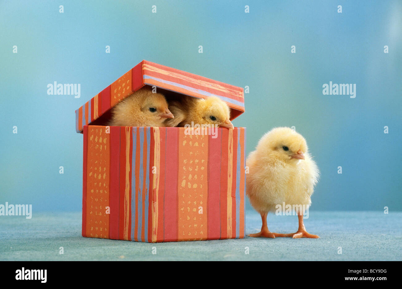 Two chicks in a box, one standing besides Stock Photo Alamy