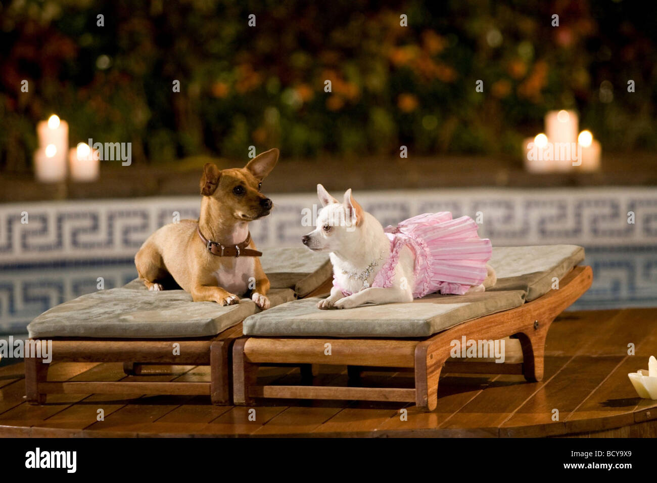 Beverly Hills Chihuahua Diablo