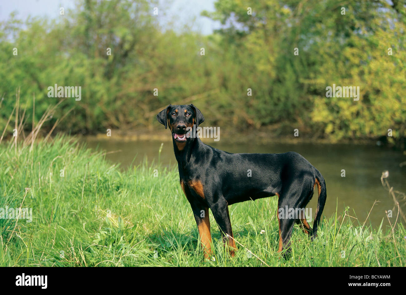 Dobermann dog - standing on meadow Stock Photo