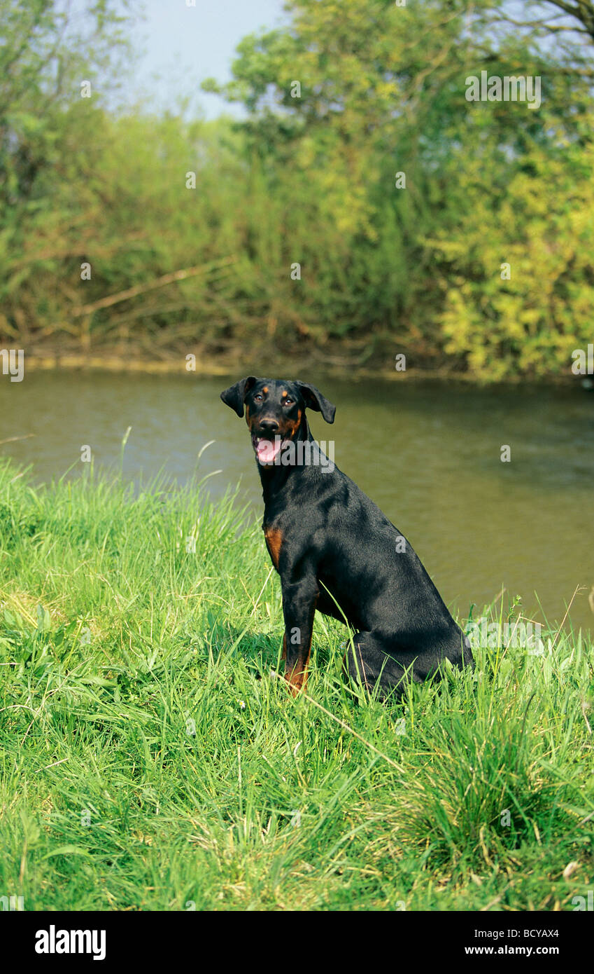 Dobermann dog - sitting on meadow Stock Photo