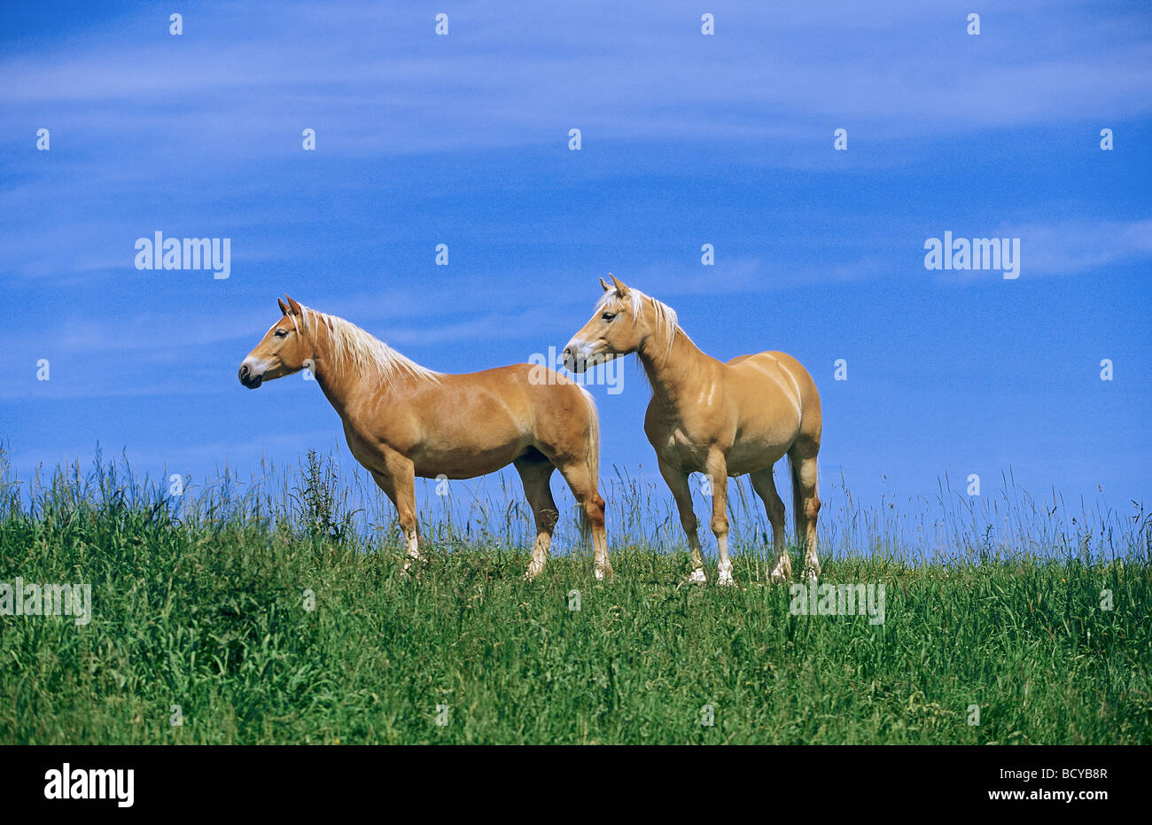 two Haflinger horses standing on meadow Stock Photo Alamy