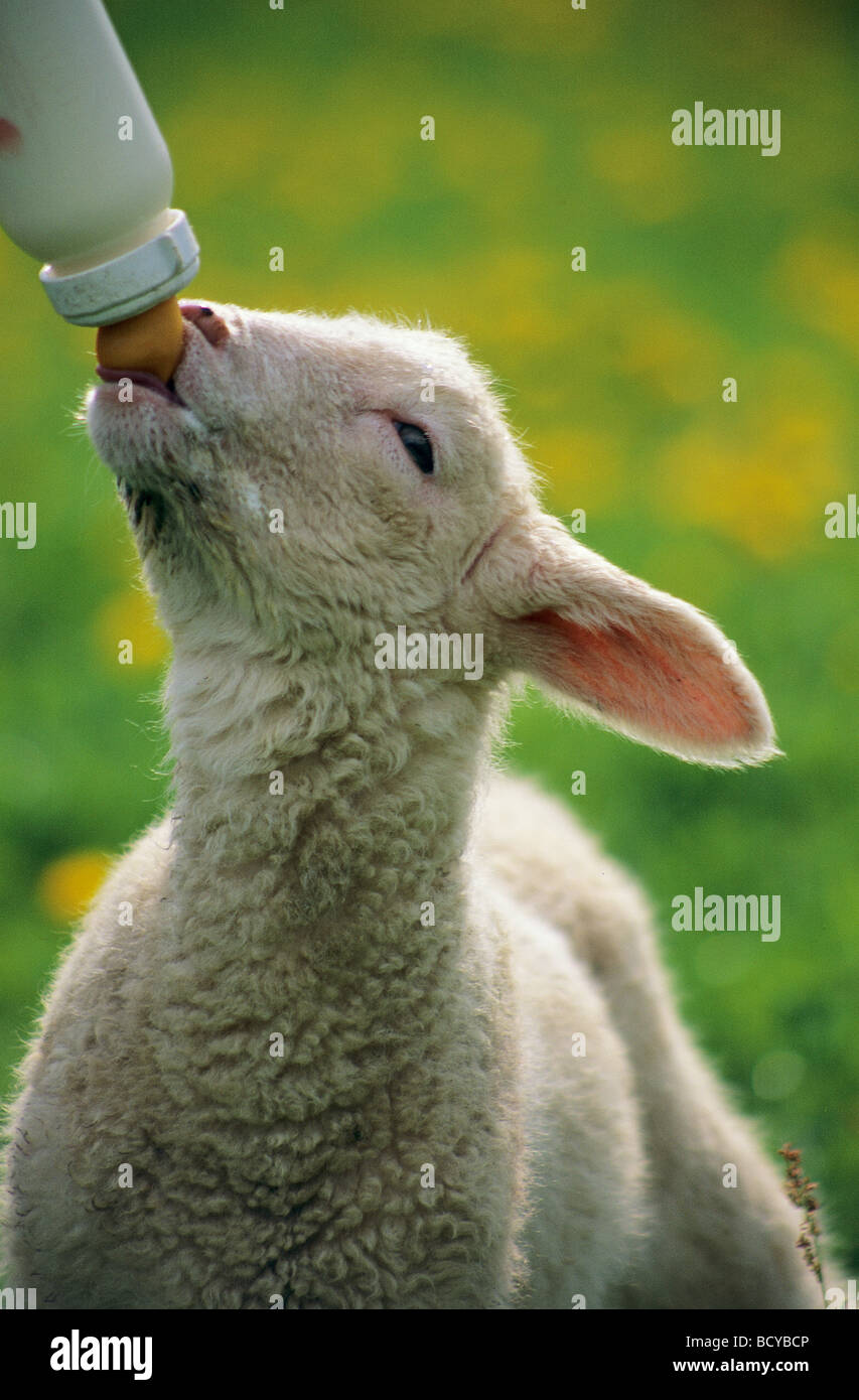 Bottle feeding lambs hires stock photography and images Alamy