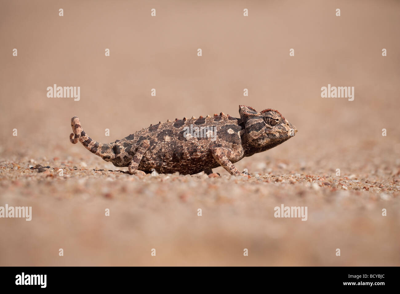 Namaqua chameleon Chamaeleo namaquensis Namib desert Namibia Africa Stock Photo