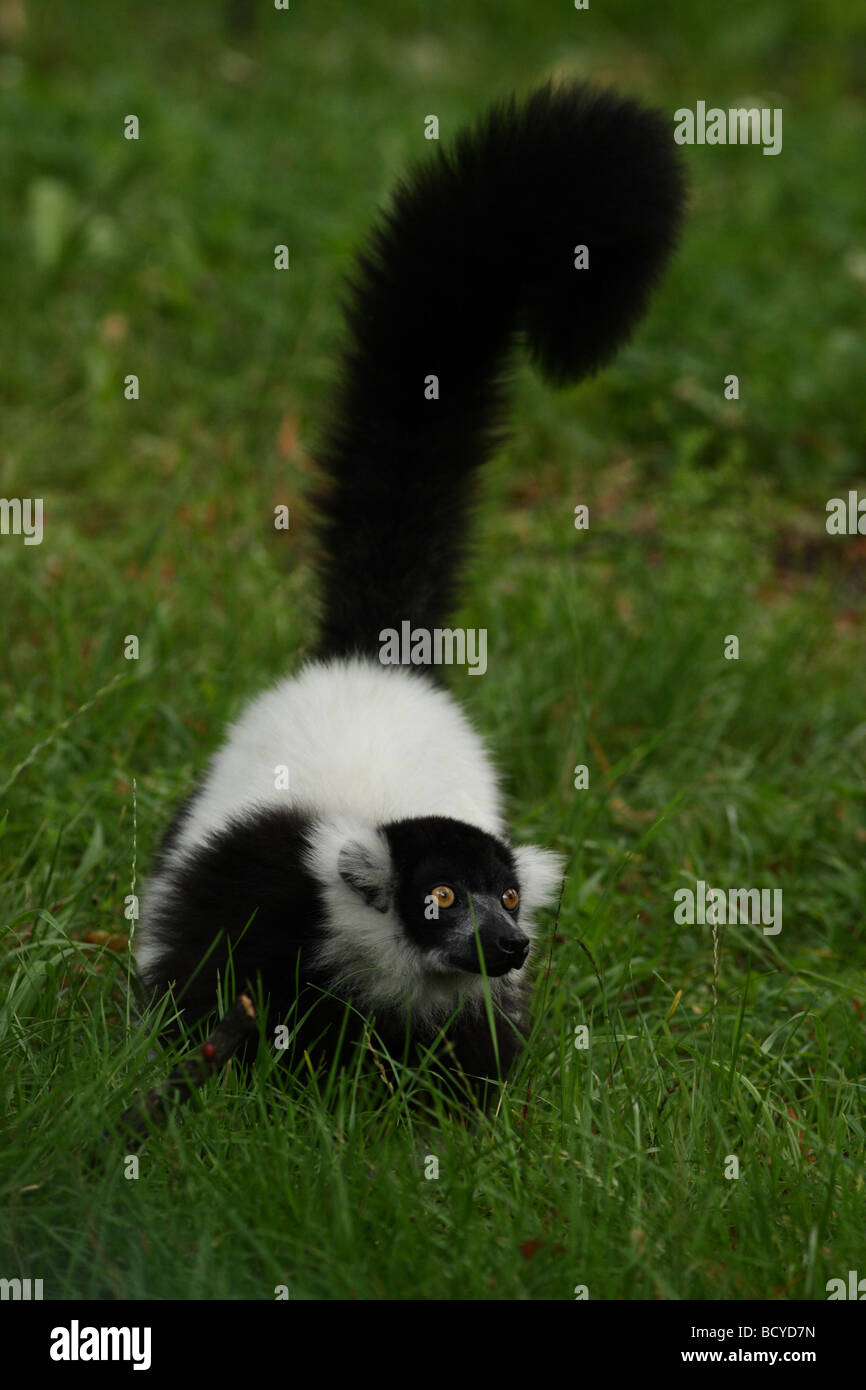 Black-and-white Ruffed Lemur in a grass Stock Photo