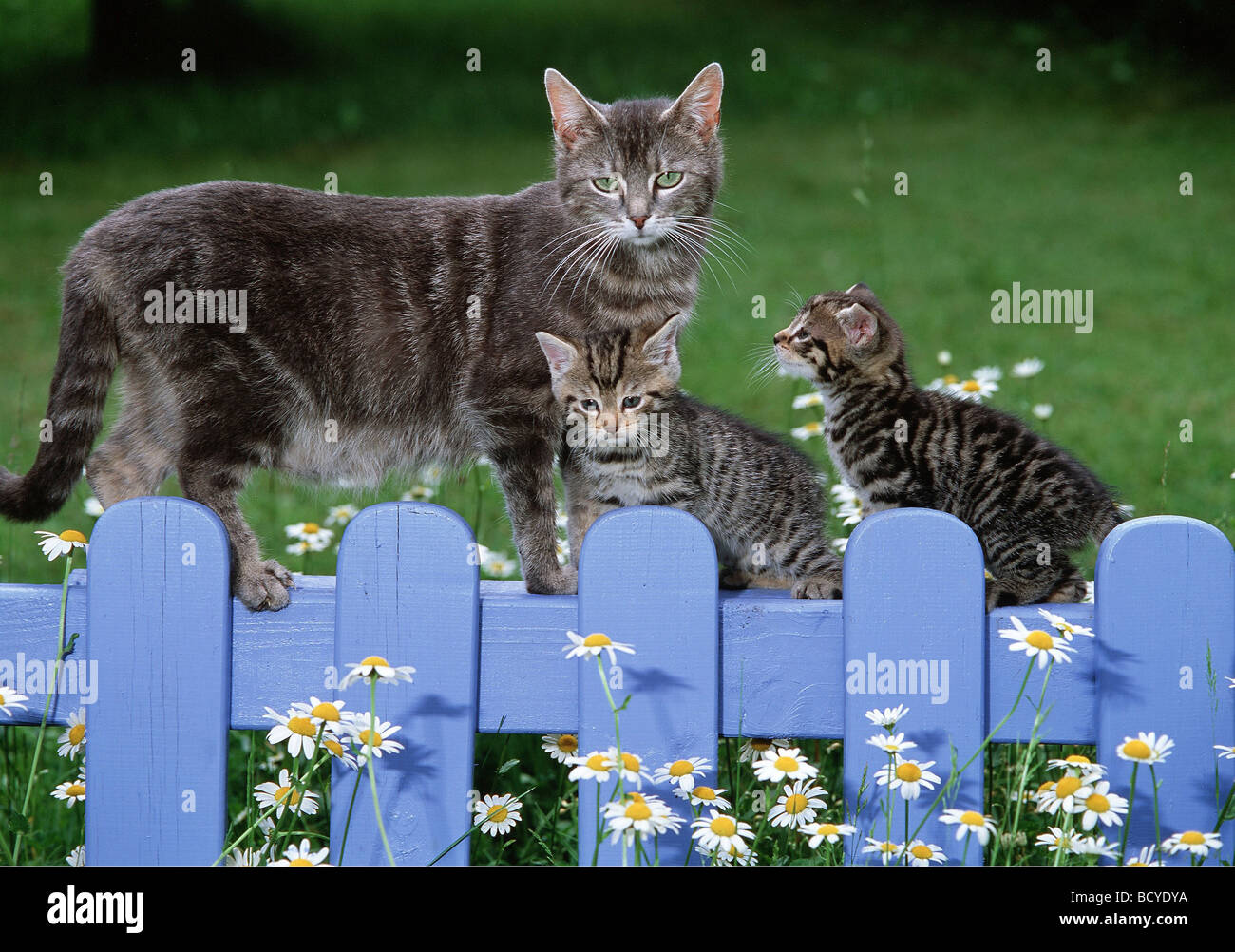 Domestic cat. Tabby mother with two kittens on a blue fence Stock Photo ...