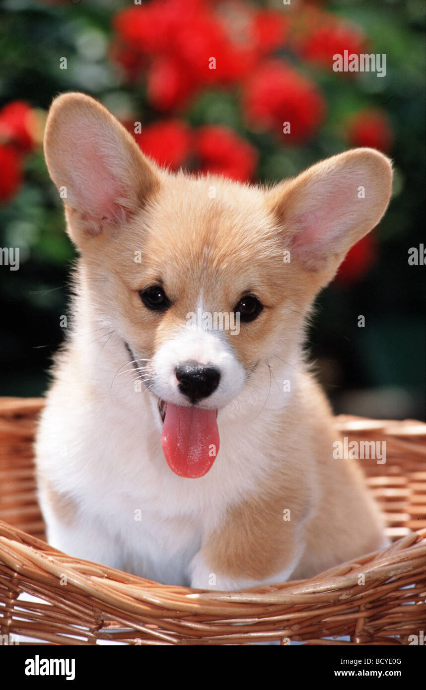 dog puppy in a basket Stock Photo - Alamy