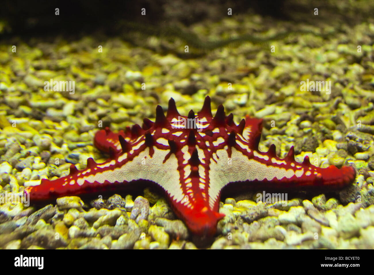 Red-knobbed starfish / Protoreaster linckii Stock Photo