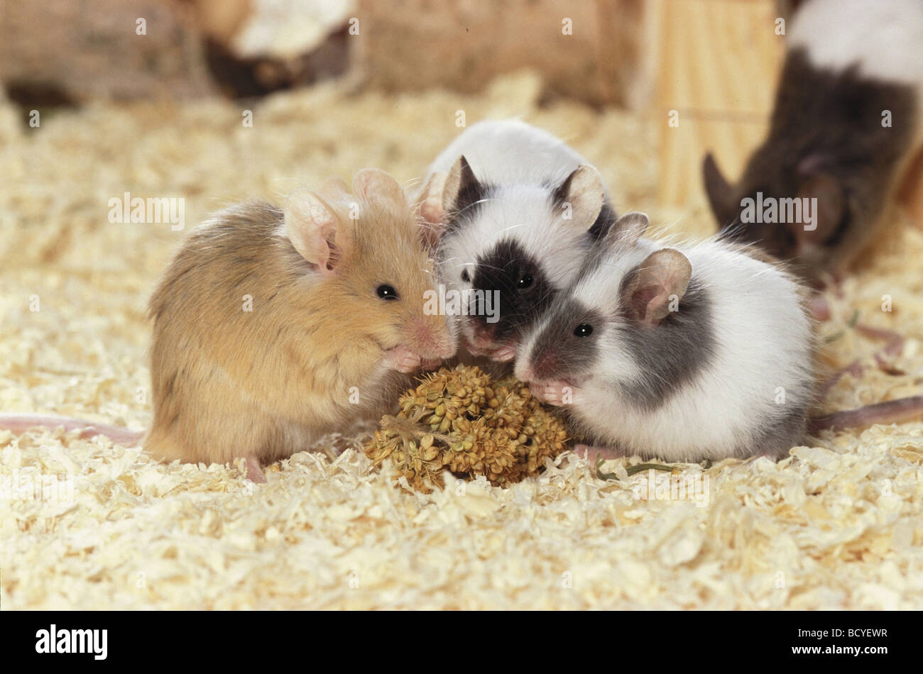 Fancy Mouse, House Mouse (Mus musculus domesticus). Three mice eating millet Stock Photo