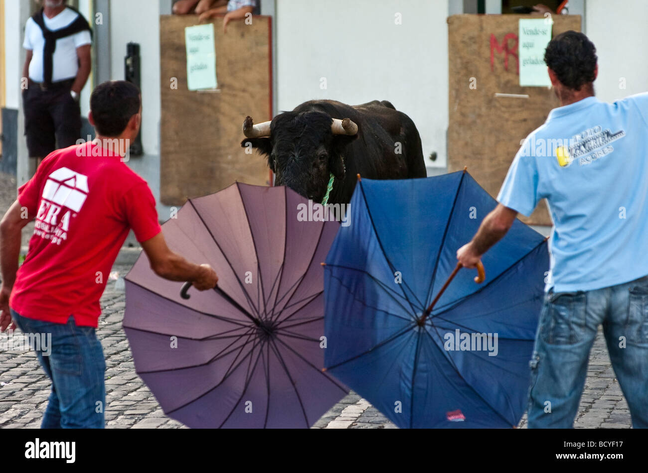 Traditional rope bullfights at Terceira island in Azores Stock Photo