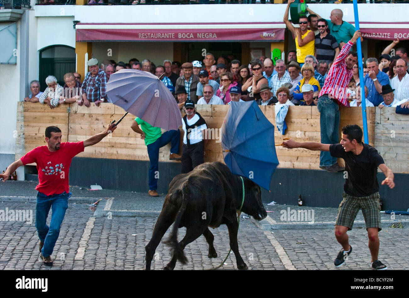 Traditional rope bullfights at Terceira island in Azores Stock Photo
