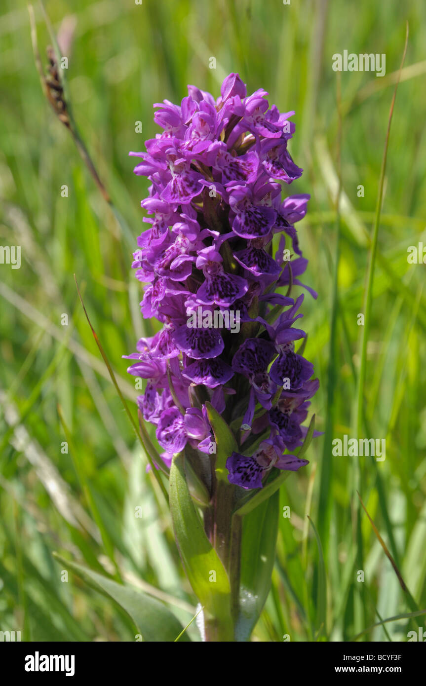 Northern Marsh-orchid, dactylorhiza purpurella, Solway coast near Balcary Bay, Dumfries & Galloway, Scotland Stock Photo