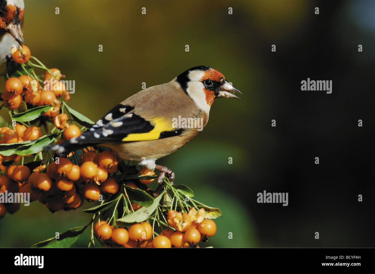 carduelis carduelis / goldfinch Stock Photo - Alamy