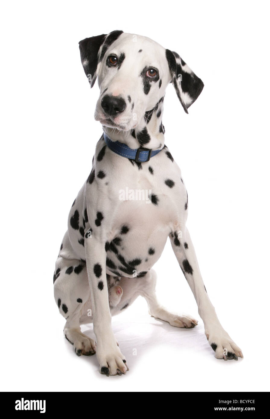 Dalmatian. Adult dog sitting. Studio picture against a white background Stock Photo