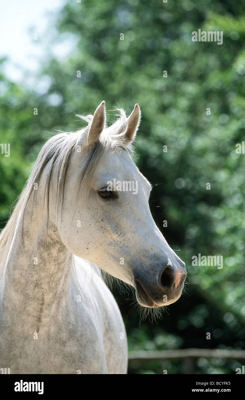 Russia russian horse horses hi-res stock photography and images - Alamy