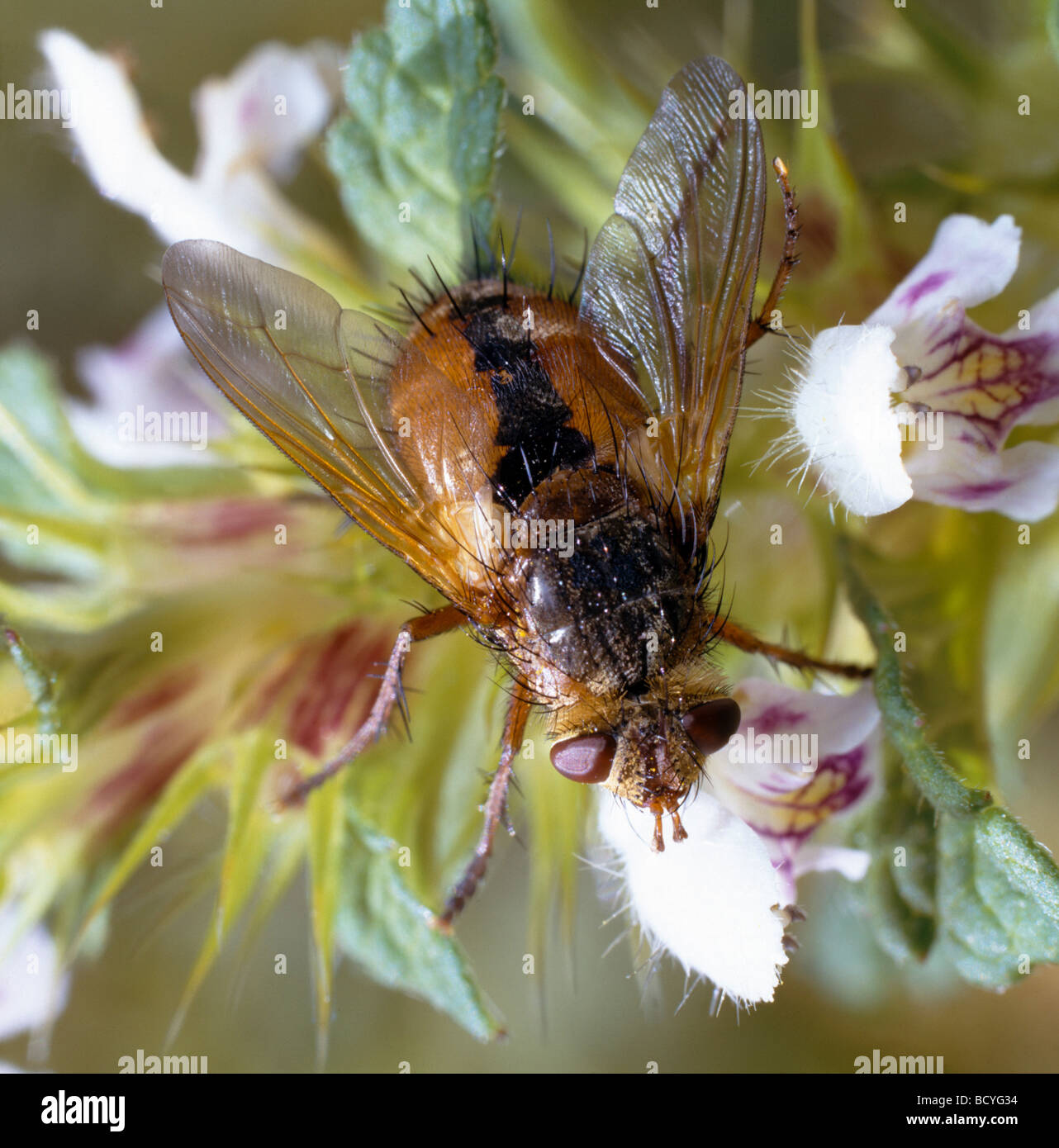Tachinidae hi-res stock photography and images - Alamy