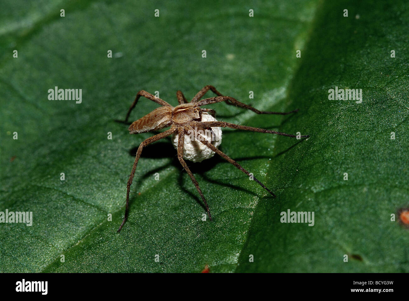 The Beauty and Benefits of San Diego Orb Weaver Spiders