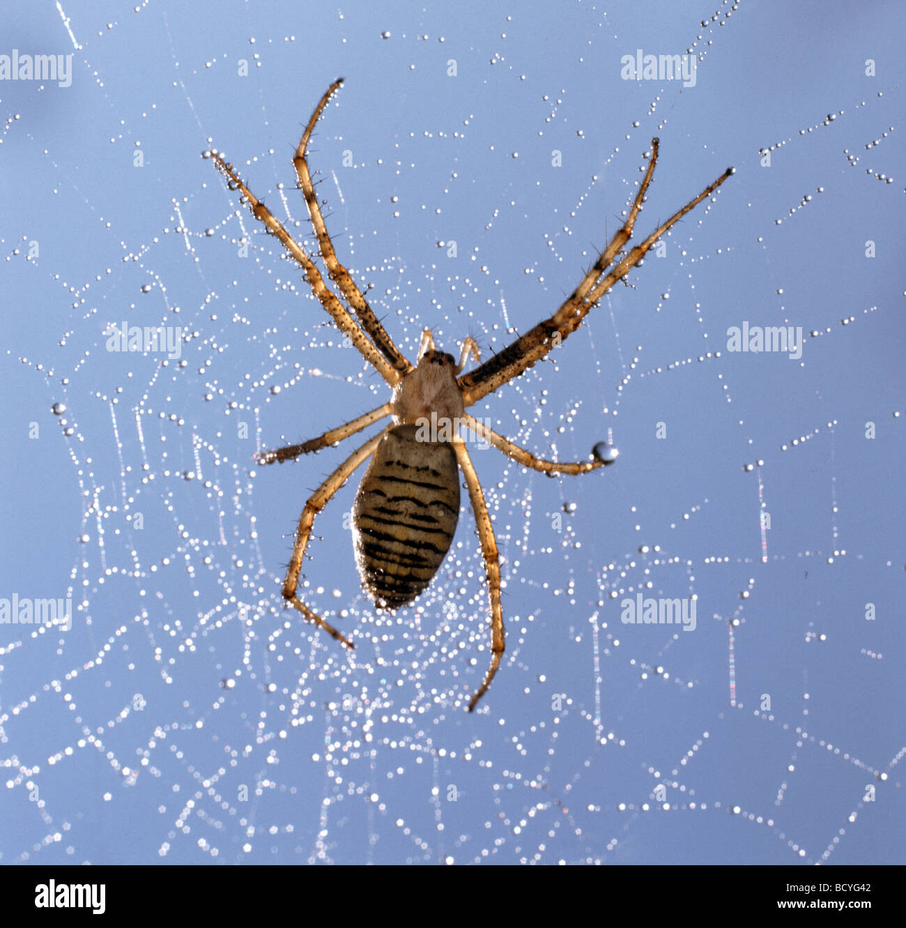 Black-and-Yellow Argiope, Black-and-Yellow Garden Spider (Argiope bruennichi) in its net Stock Photo