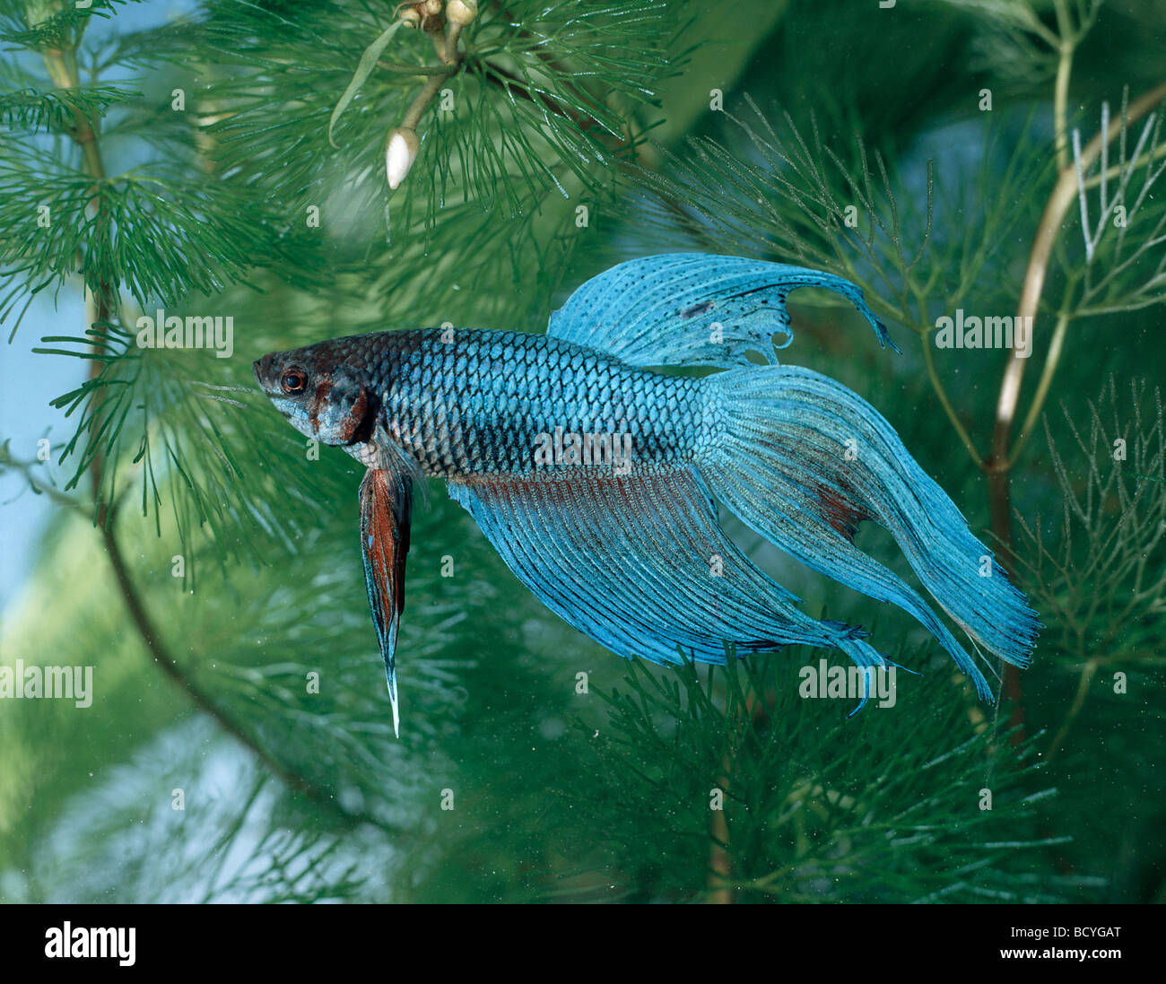siamese fighting fish / betta splendens Stock Photo Alamy