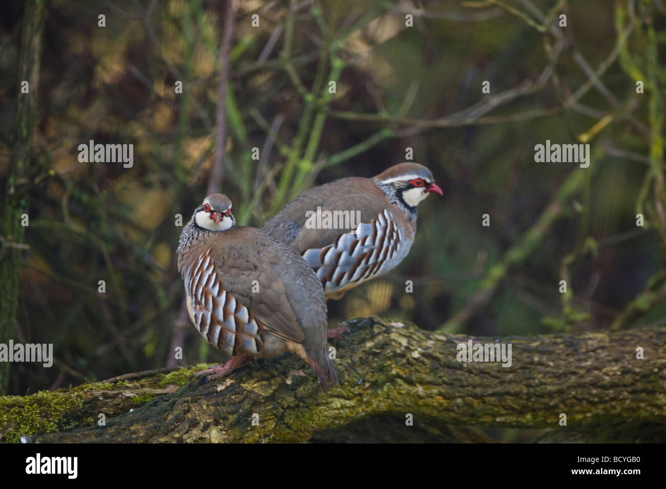 Red legged Partridge Alectoris rufa perched on moss covered log in ...