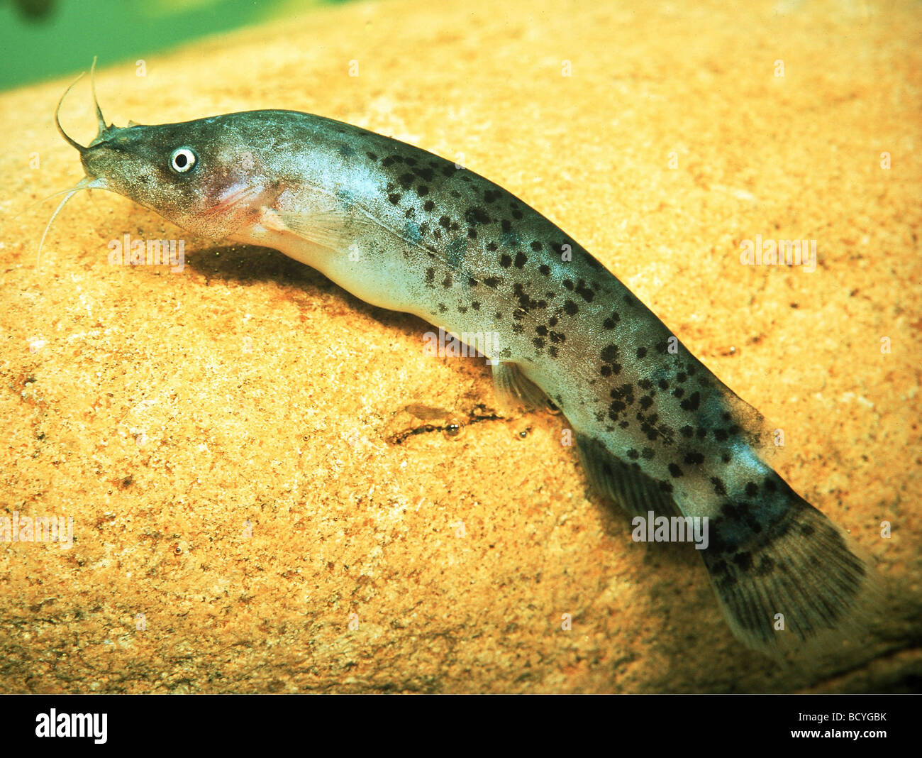 Electric Catfish (Malapterurus electricus). Adult under water Stock Photo