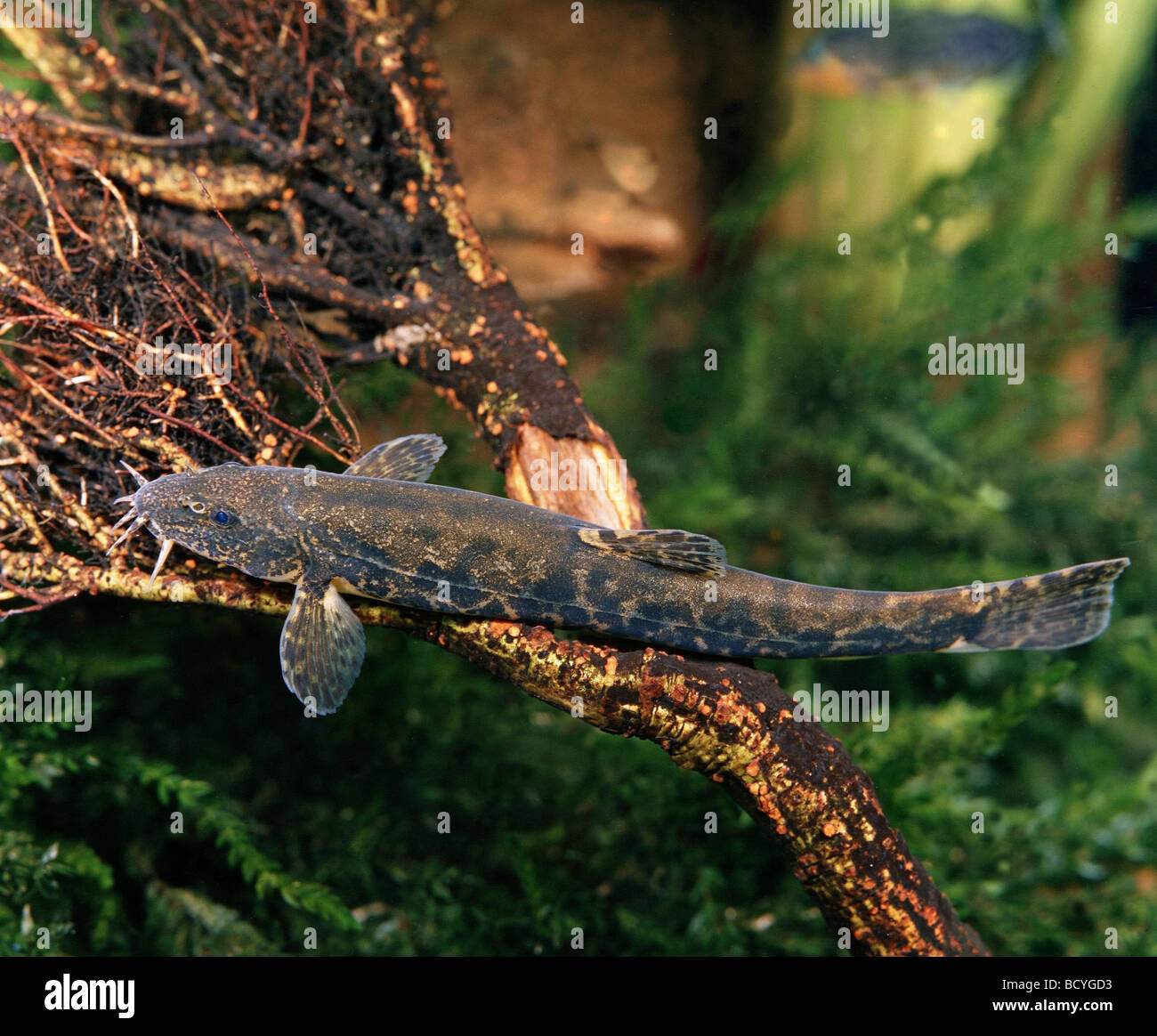 noemachelius barbarulus / stone loach Stock Photo