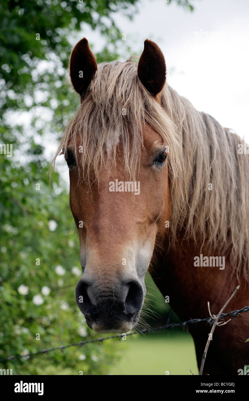 headshot of a horse standing at a fence Stock Photo
