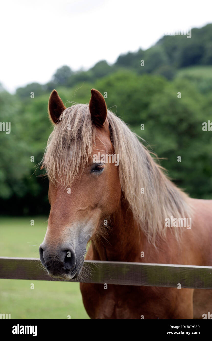 headshot of a horse standing at a fence Stock Photo