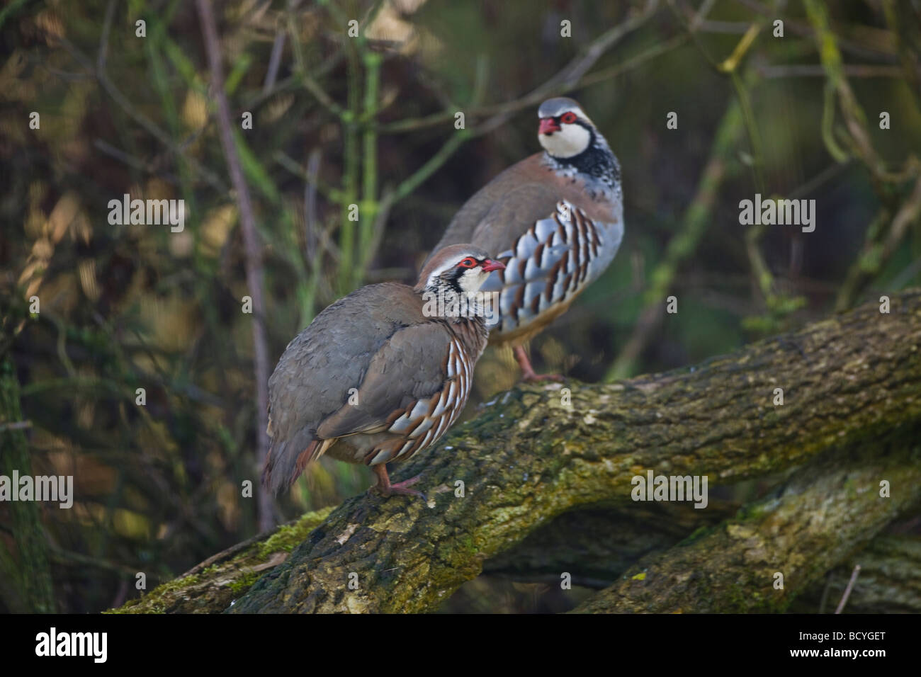 Red legged Partridge Alectoris rufa perched on moss covered log in ...