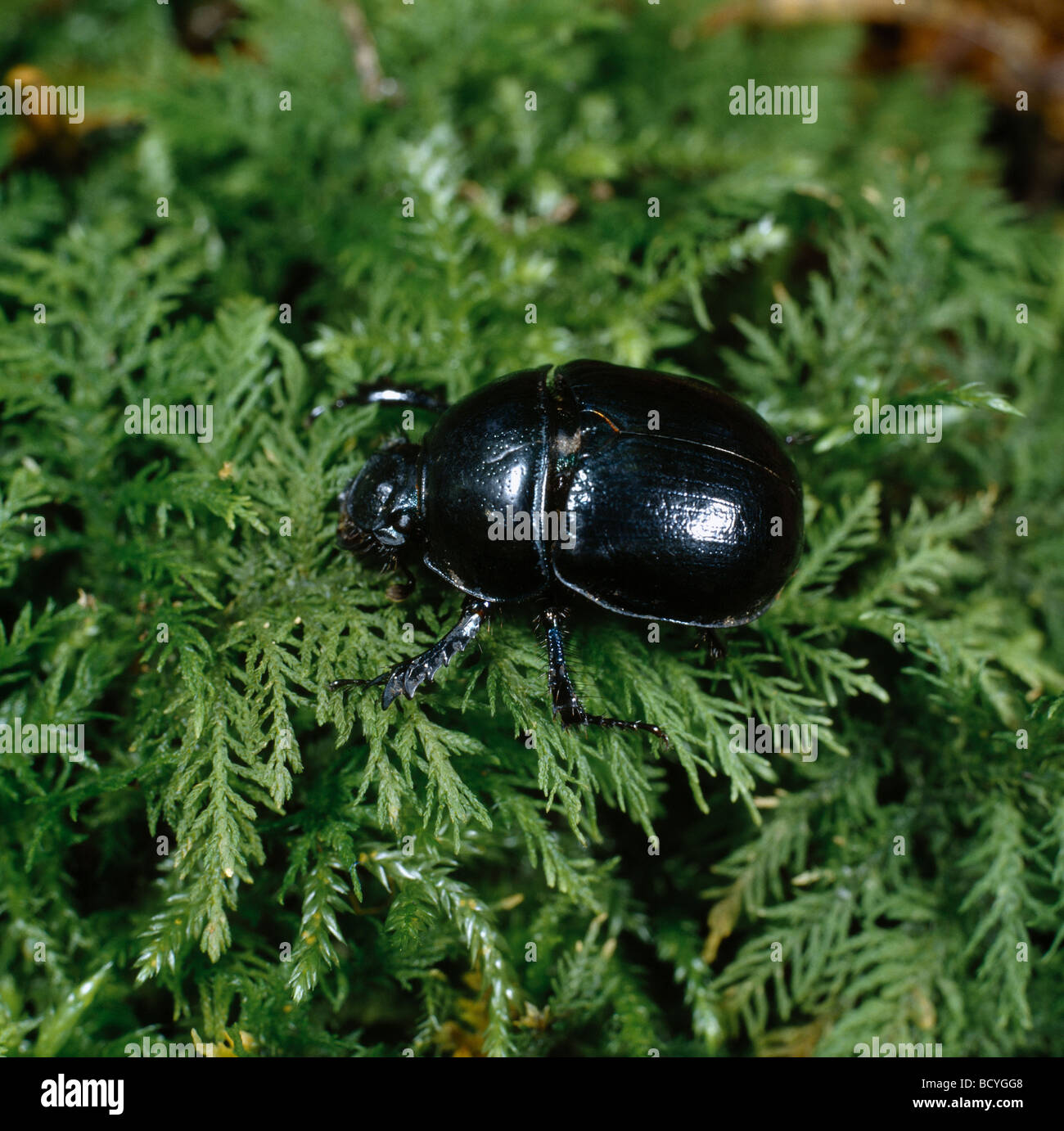 Dor Beetle (Geotrupes vernalis) on a shrub Stock Photo