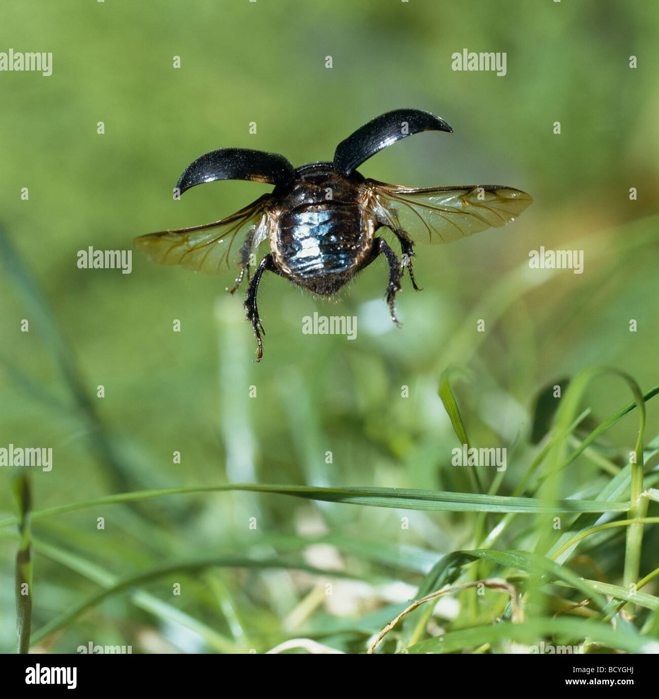 Dor Beetle (Geotrupes vernalis)  in flight, seen from the rear Stock Photo