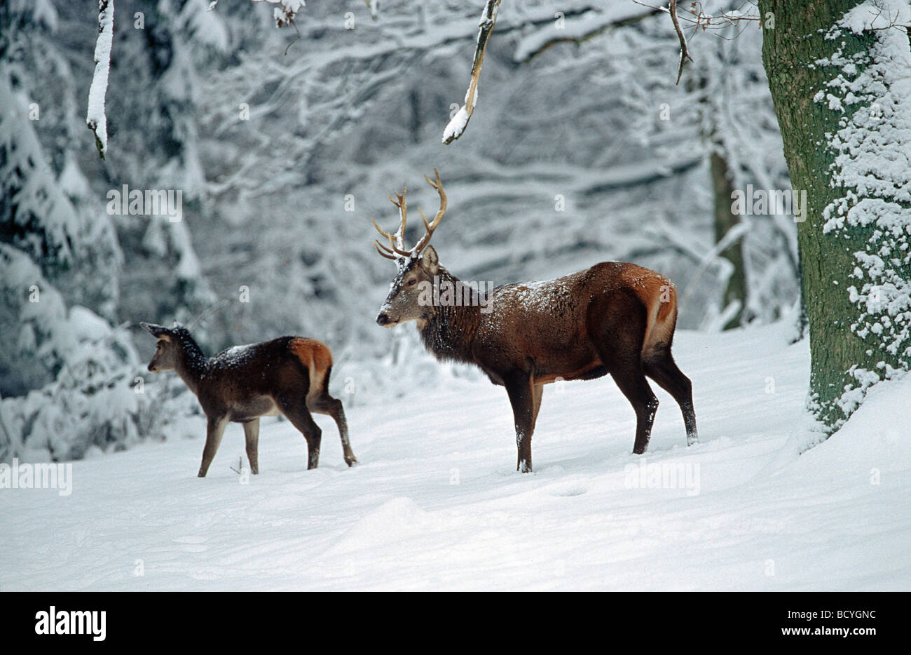 red deer - wapiti / cervus elaphus Stock Photo