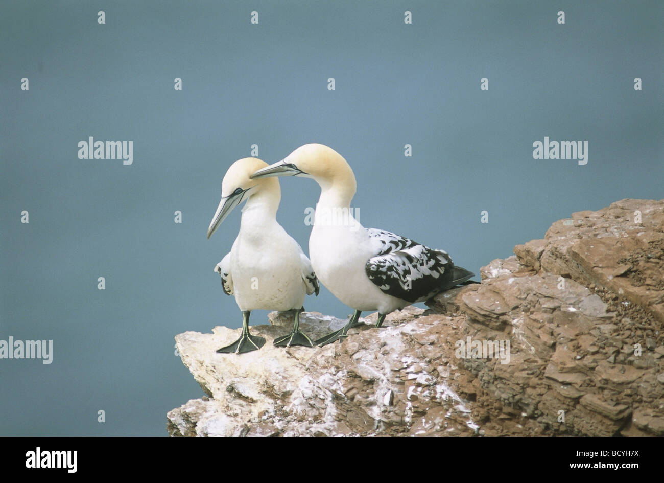 northern gannet / northern gannet Stock Photo