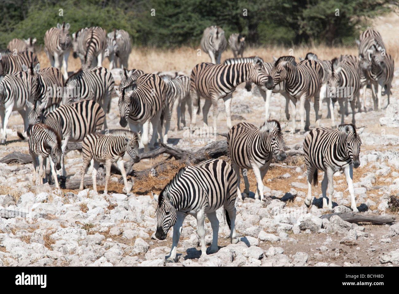 Burchells plains zebra Equus burchelli Etosha National Park Namibia Stock Photo