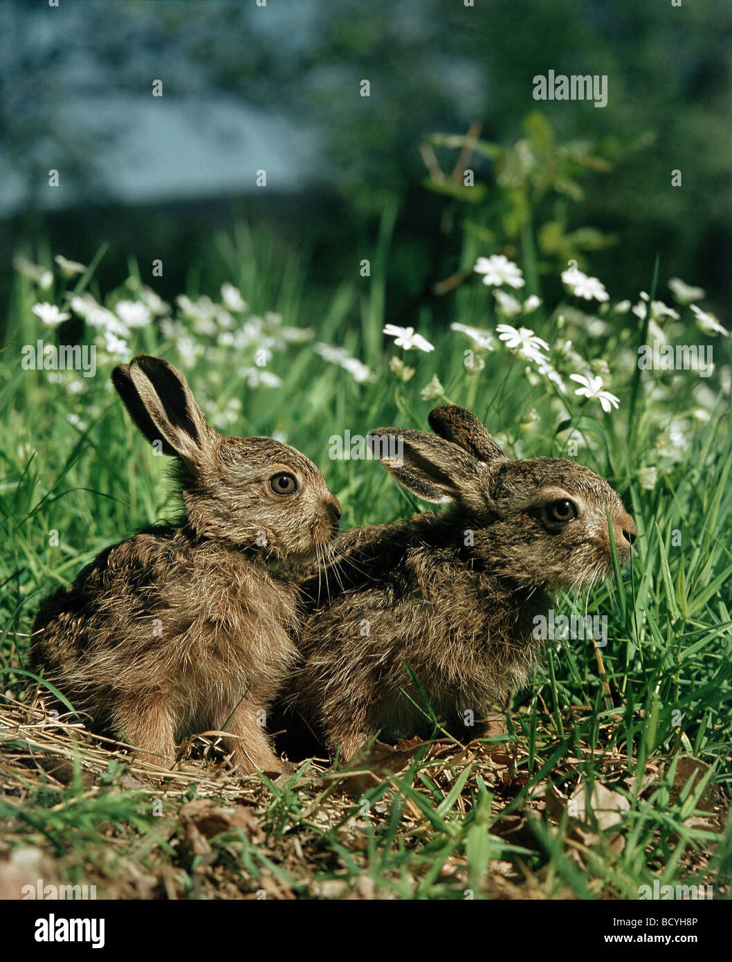 European Hare (Lepus europaeus). Two leverets in a flowering meadow Stock Photo