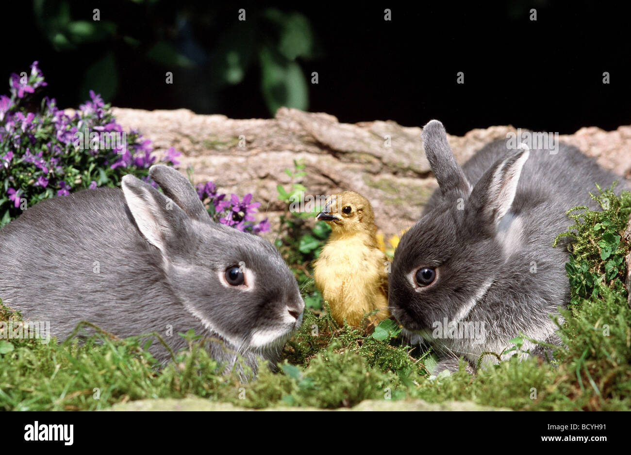 pygmy rabbit / Sylilagus idahoensis / Brachylagus idahoensis Stock Photo