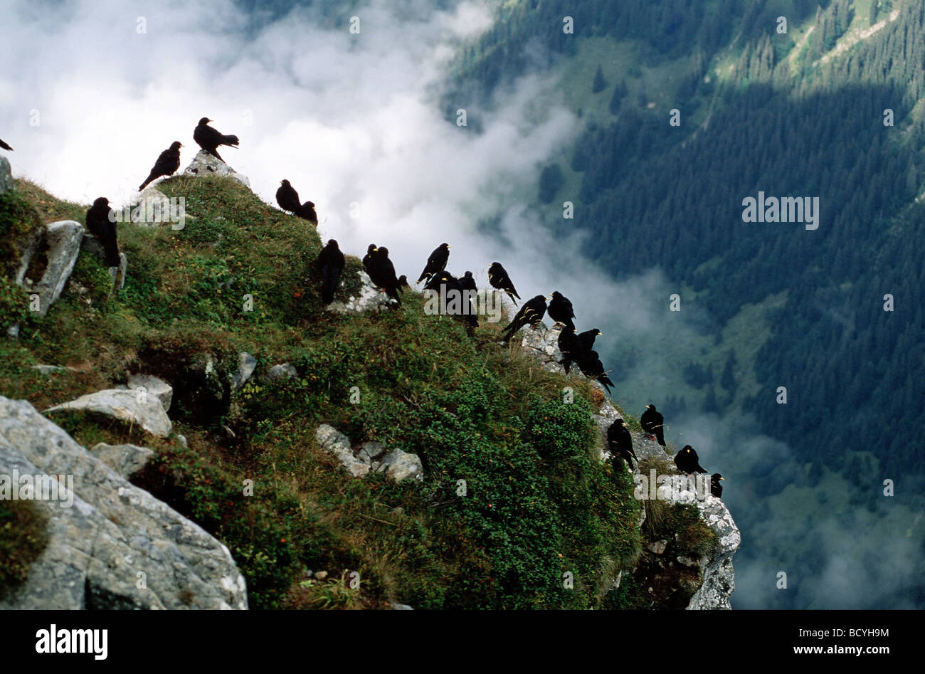 pyrrhocorax graculus / alpine chough Stock Photo