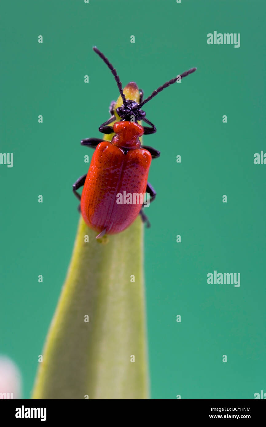 Leaf Beetle Chrysomelidae Lilioceris Lili Stock Photo Alamy