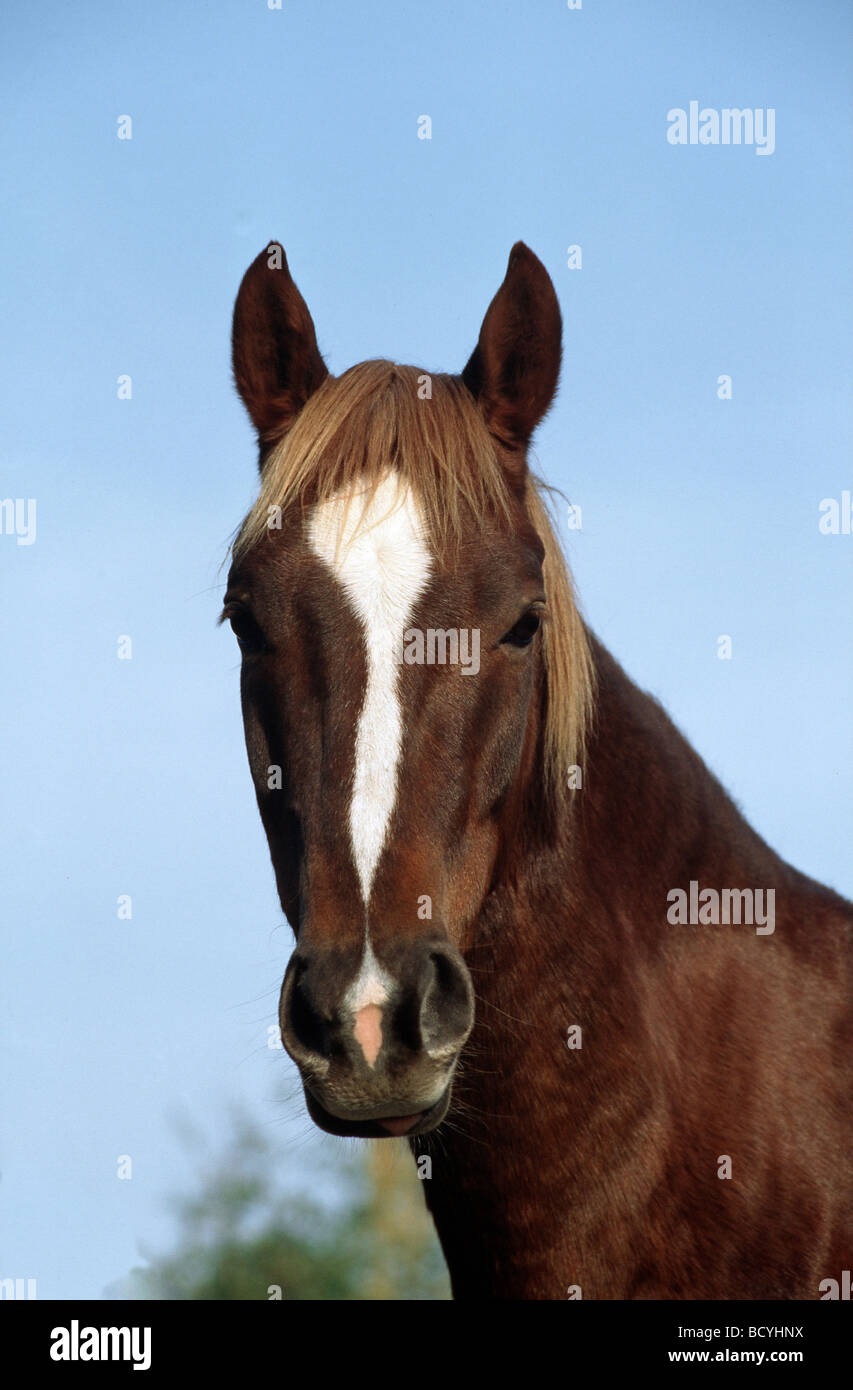 American saddlebred horses hi-res stock photography and images - Alamy