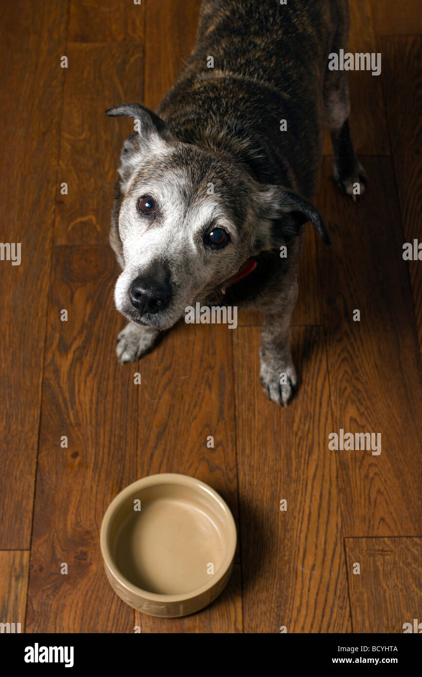 Dog with empty food bowl Stock Photo