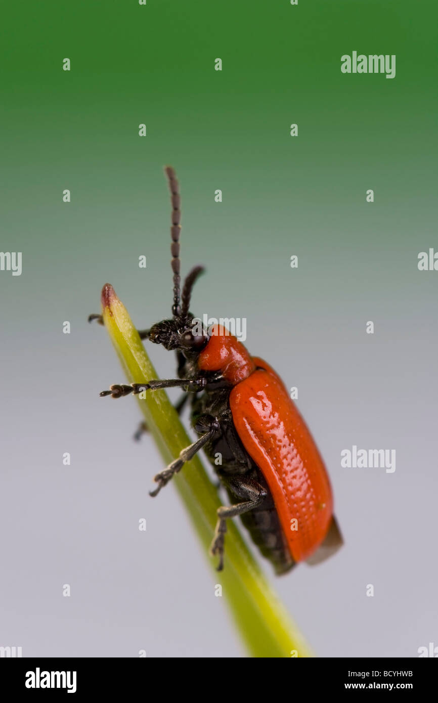 Leaf Beetle Chrysomelidae Lilioceris Lili Stock Photo Alamy