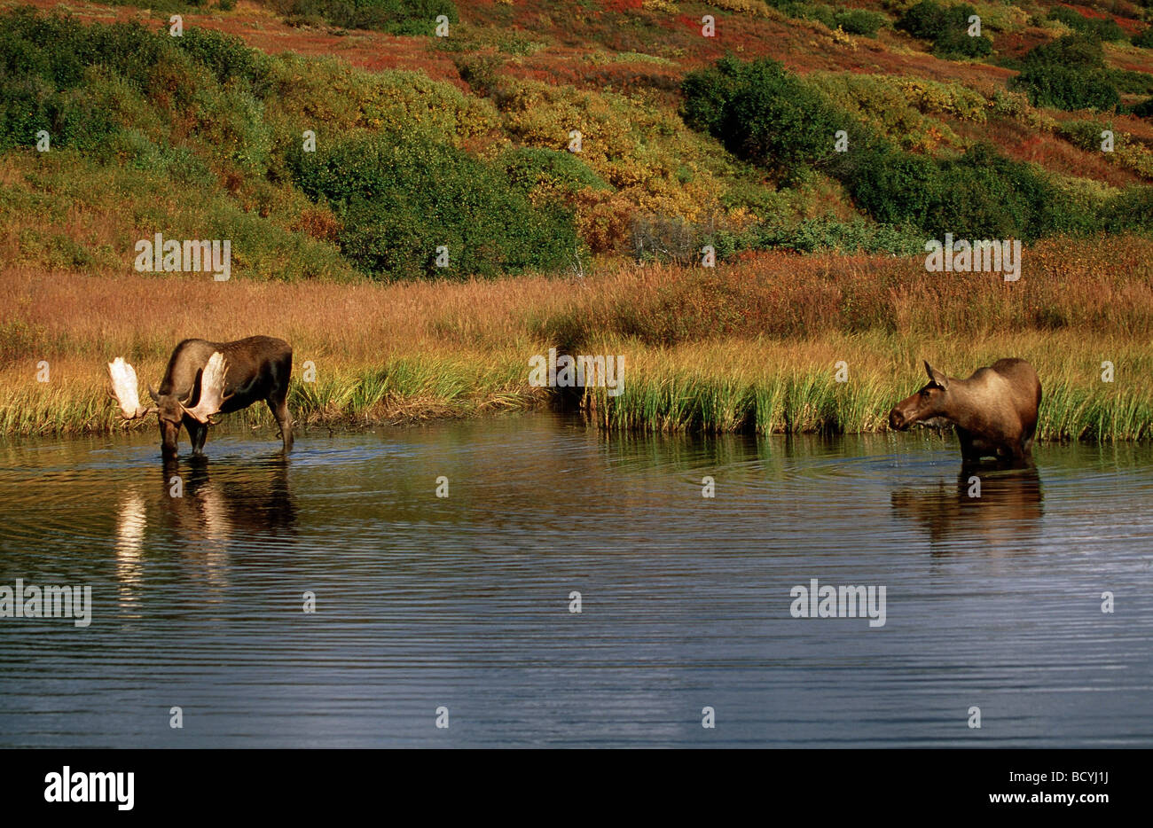elk moose / alces alces Stock Photo
