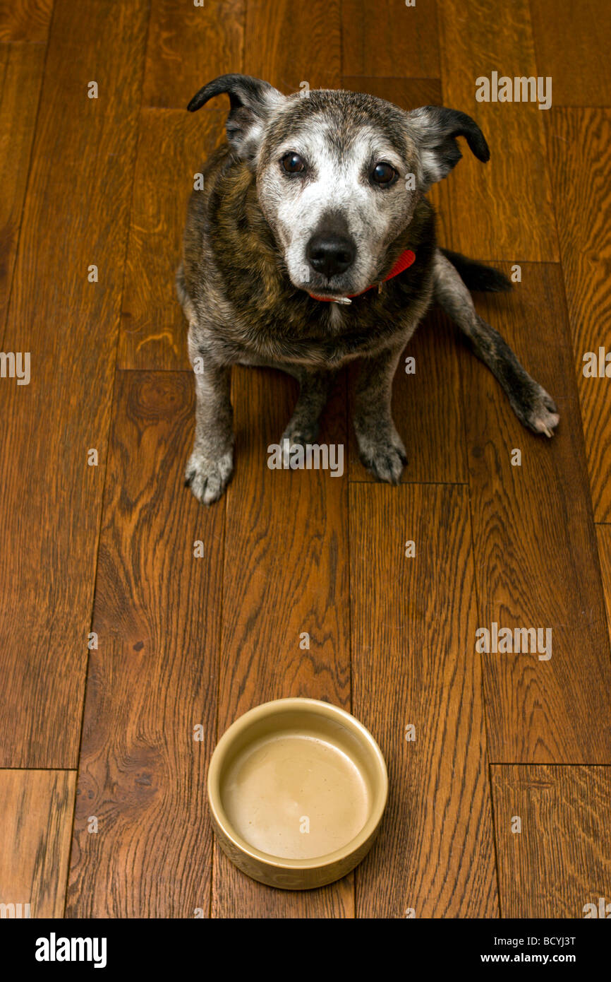 Dog with empty food bowl Stock Photo