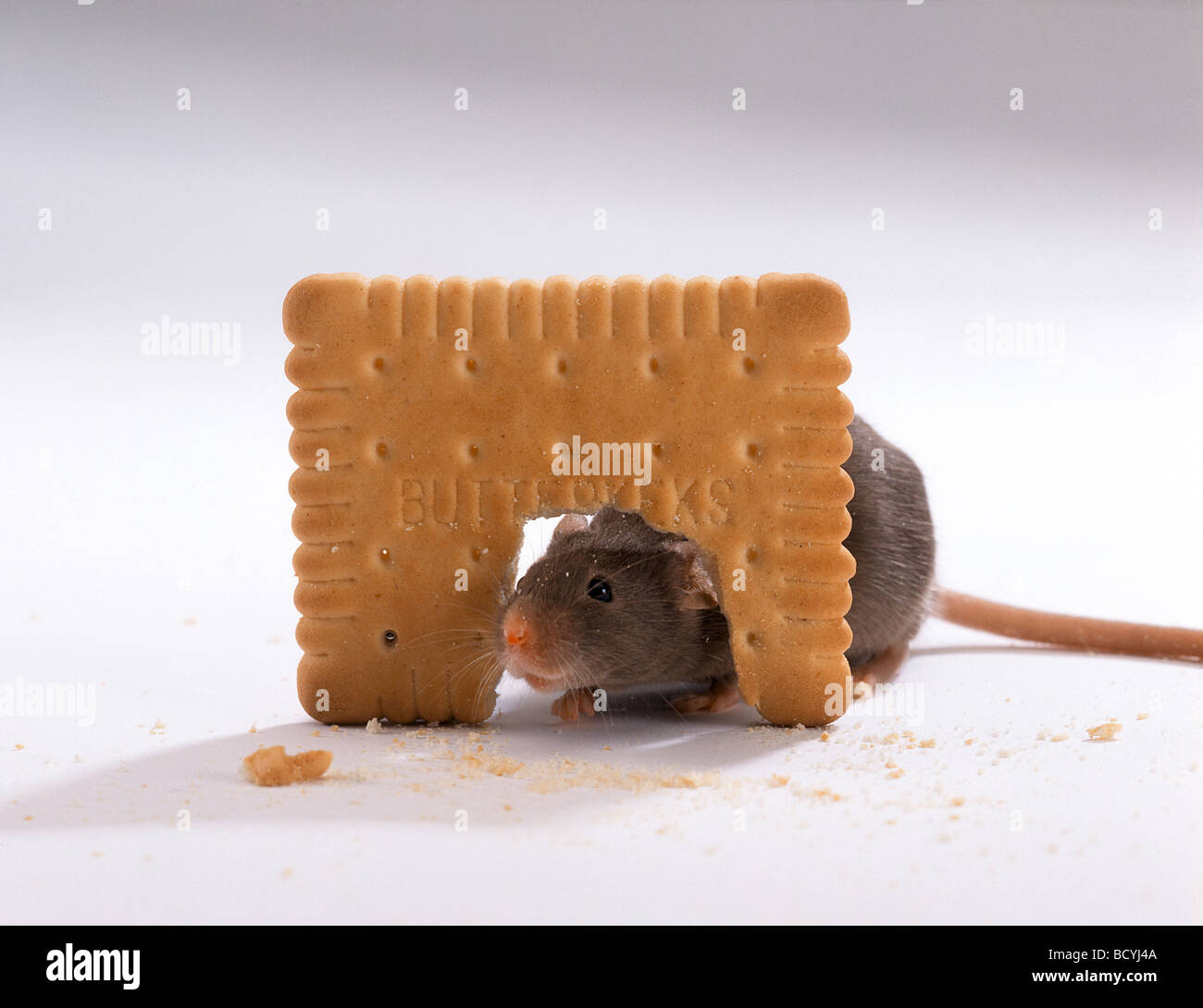 Biscuit Hi res Stock Photography And Images Page Alamy 56 OFF