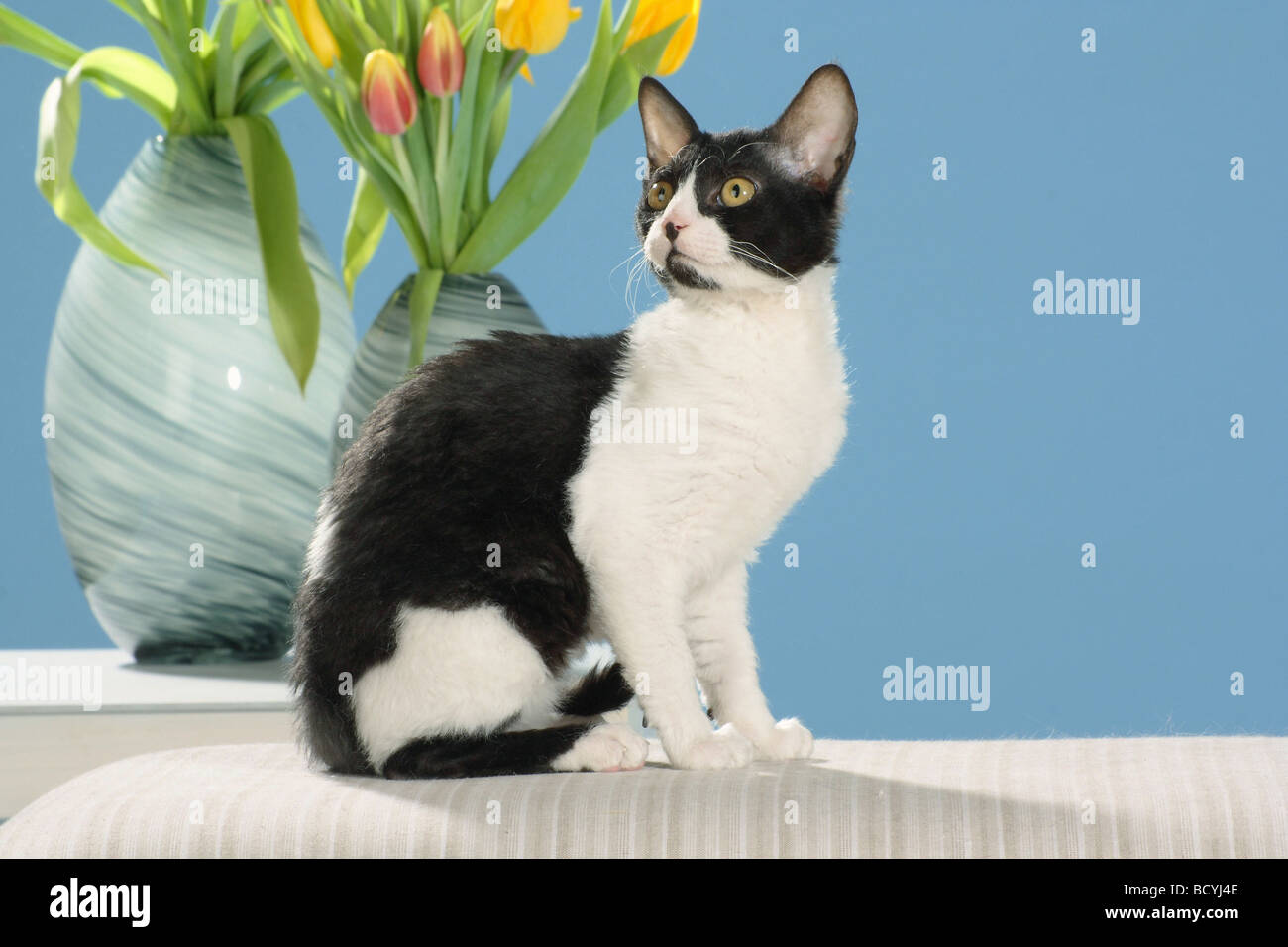 German Rex Cat Sitting In Front Of Flower Vases Stock Photo