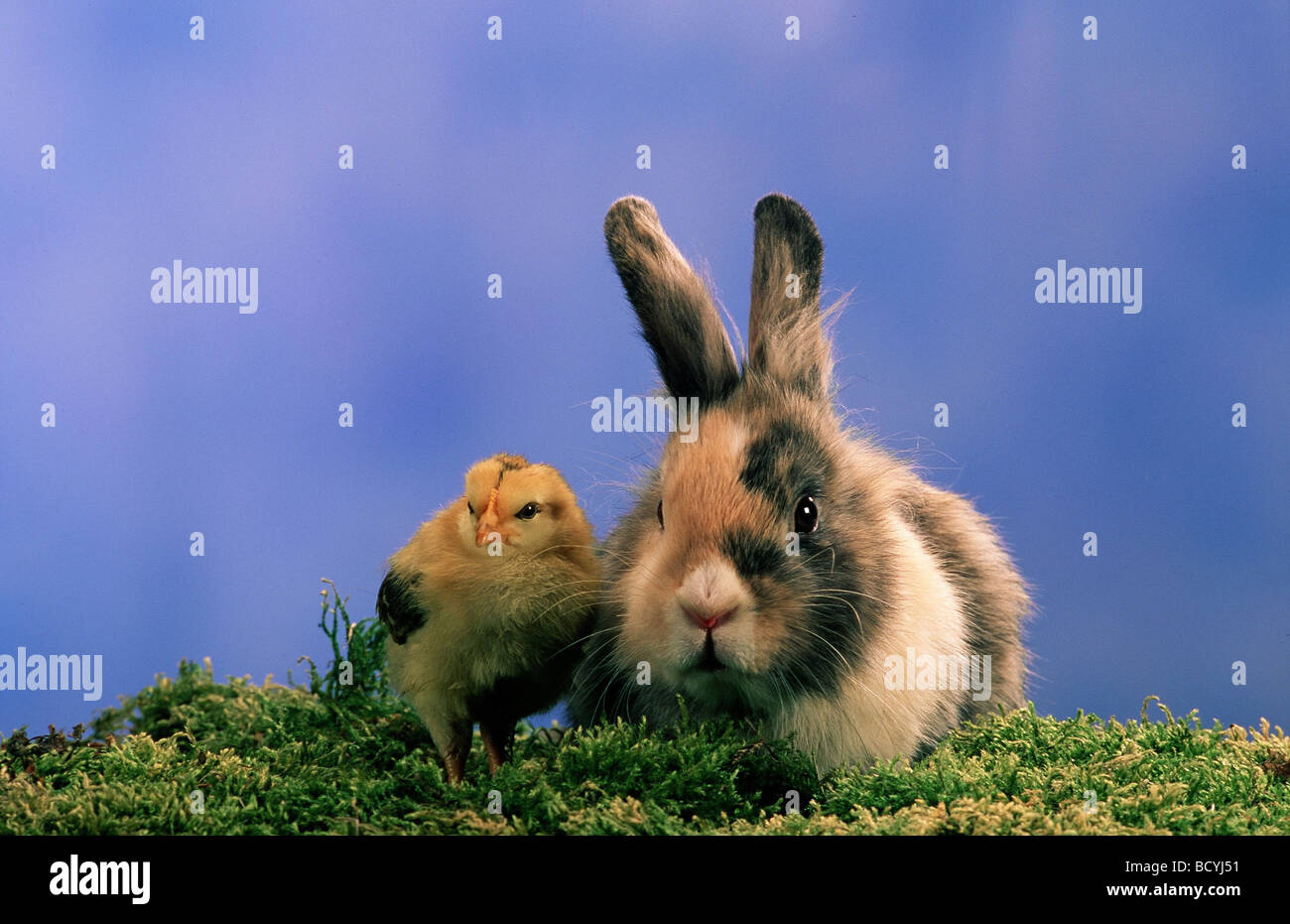 animalfriendship rabbit and chicken Stock Photo Alamy